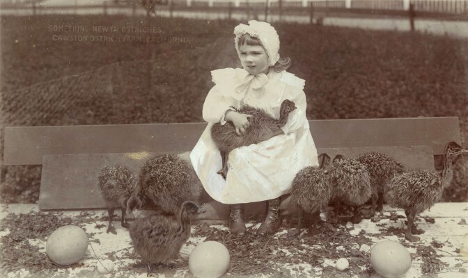 A little girl holding baby ostriches