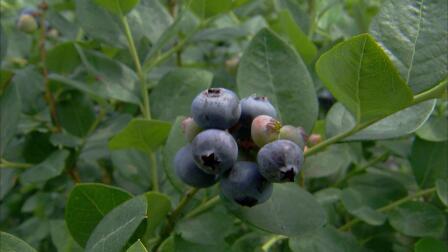 Florida Blueberry Harvest