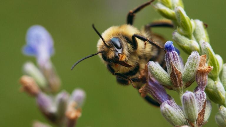 Rusty-Patched Rescue: Saving America's Wild Bees