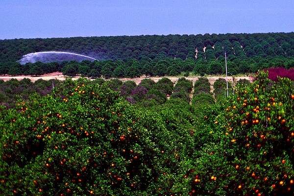 floridaorange