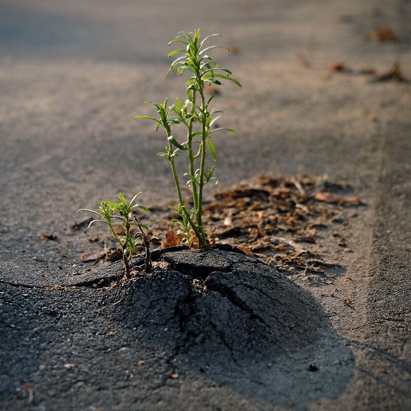 plant breaking through asphalt