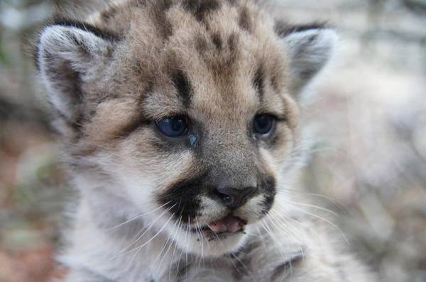 baby-puma-12-2-13-thumb-600x398-64973