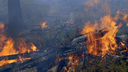 Elevating Indigenous Science | Bites