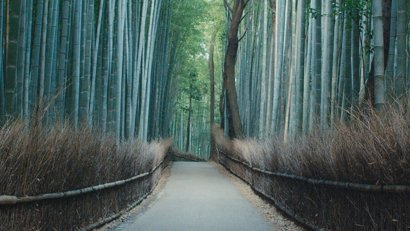 Bamboo forest in Kyoto. | Still © Planetary Collective