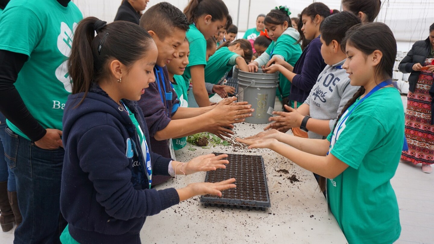 Mexican children dipping their hands into pails of soil to check the moisture level and tapping the soil into seed trays.