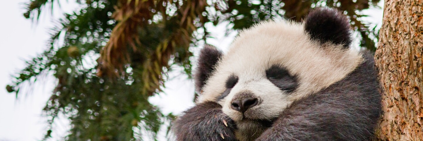 Disneynature's "Born in China" (primary)