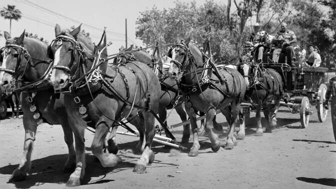 Clydesdale draft horses pull a fire wagon as they enter the 1958 Rose Parade in Pasadena | Photo by Earl Leaf/Michael Ochs Archives/Getty Images