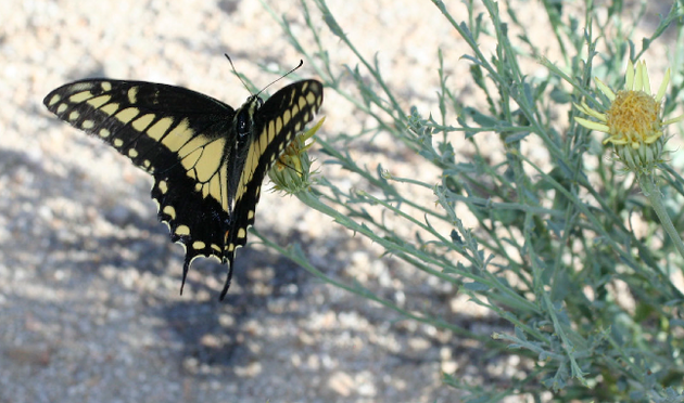 desert-swallowtail-3-23-15-thumb-630x372-89885