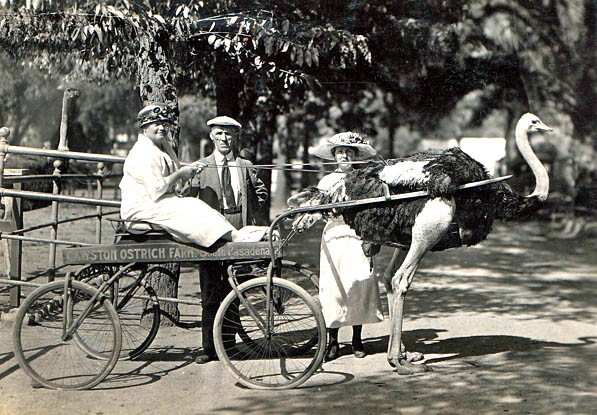 Cawston's Ostriches
