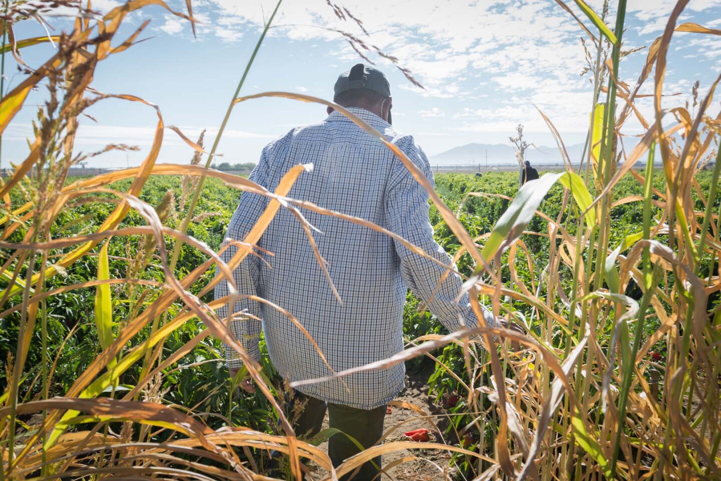 Jose Clemente, who is 72, has worked on 15 farms since emigrating from El Salvador more than three decades ago. “I’m healthy,” Clemente says. “I’m not scared — I plan to get the vaccine.”