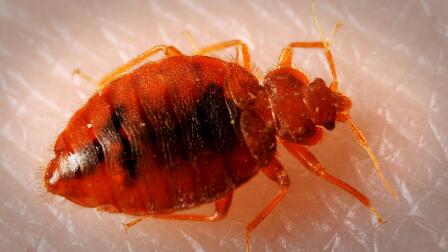 5 of the Grossest House Pests We’ve Ever Filmed