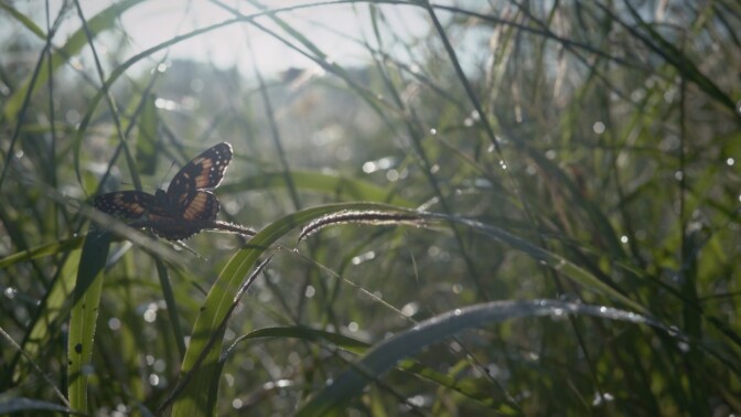 A bordered patch butterfly rests on a blade of grass. | From "Link Voices: Ay Mariposa"