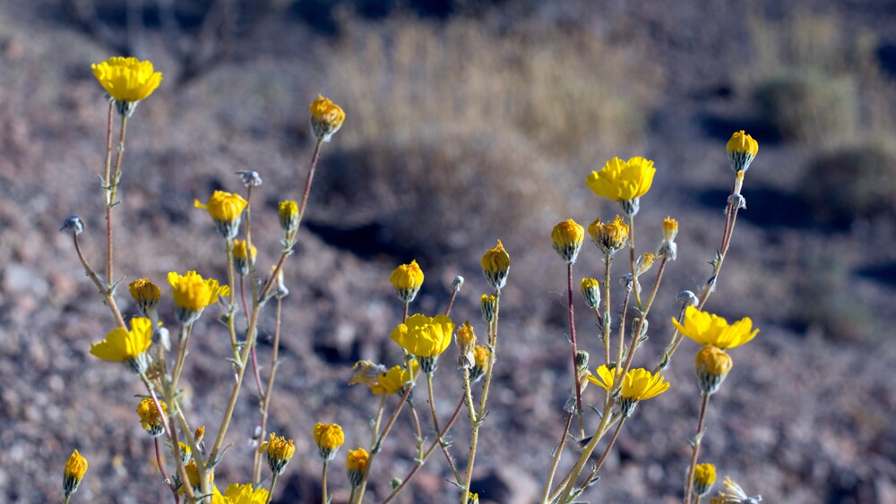 Wildflowers at Bonanza Spring | Photo: Chris Clarke