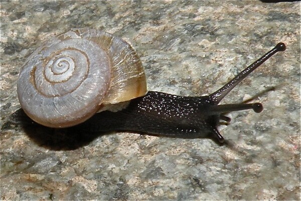 RS10147_Mohave_Shoulderband_Helminthoglypta_greggi_Lance_Gilbertson_FPWC-hpr-thumb-600x400-67909