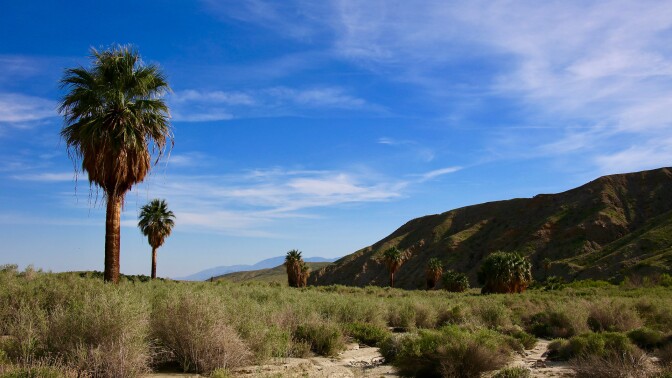 solitary palm trees at Thousand Palms Oasis