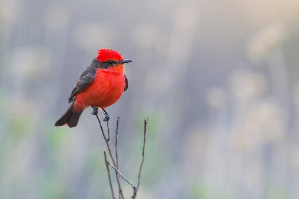 vermilion-7-8-16.jpg