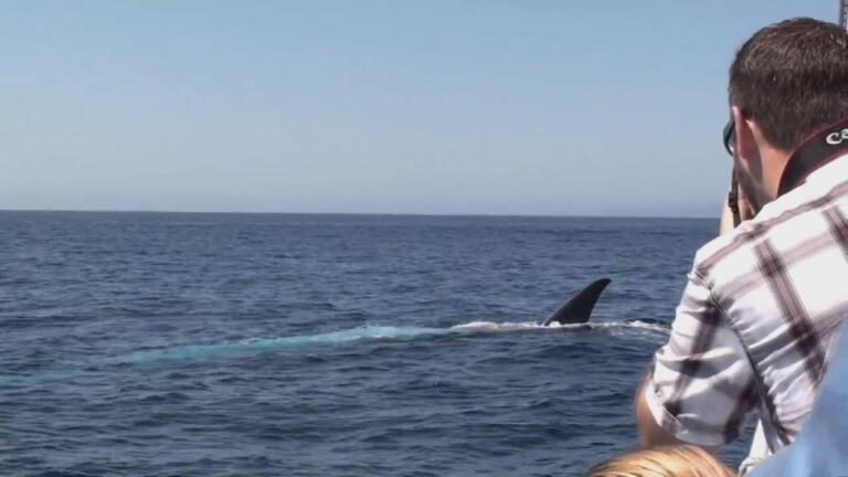 Blue Whale Jaws Impression