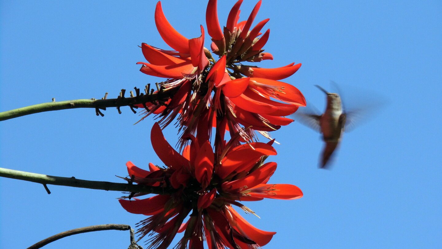 A hummingbird flies near a coral tree flower. | Sandi Hemmerlein