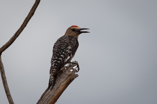 gila-woodpecker-6-30-14-thumb-630x420-100264