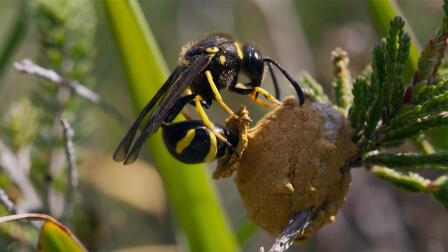 Wasps Feed Live Caterpillars to Young