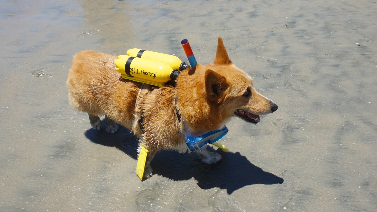 A light brown corgi dons a yellow oxygen tank and snorkeling goggles.
