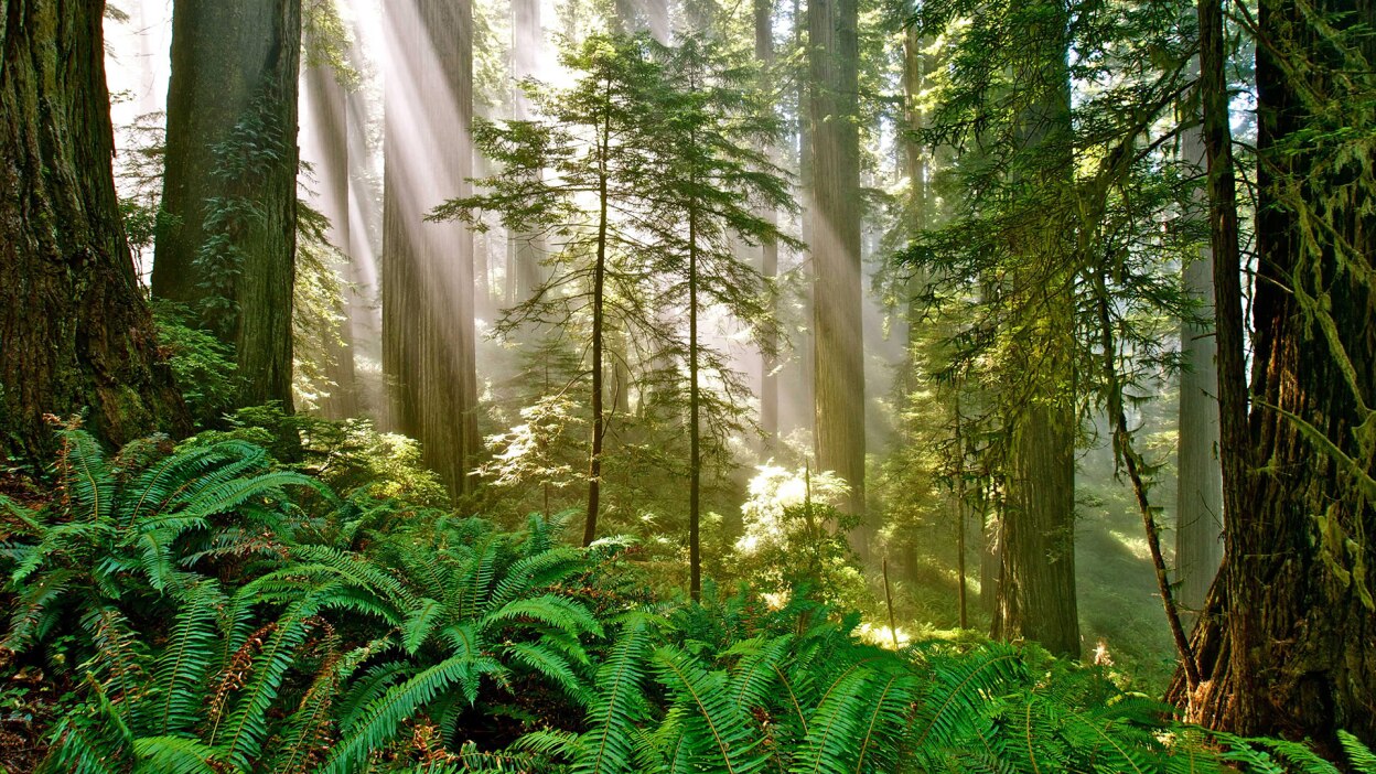 Courtesy of Del Norte Coast Redwoods State Park