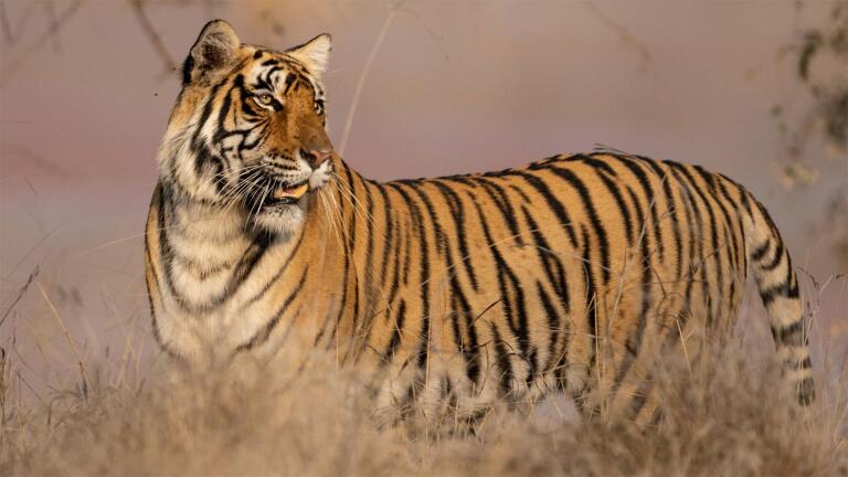Poachers Return: How Trust Made India’s Tigers Vulnerable
