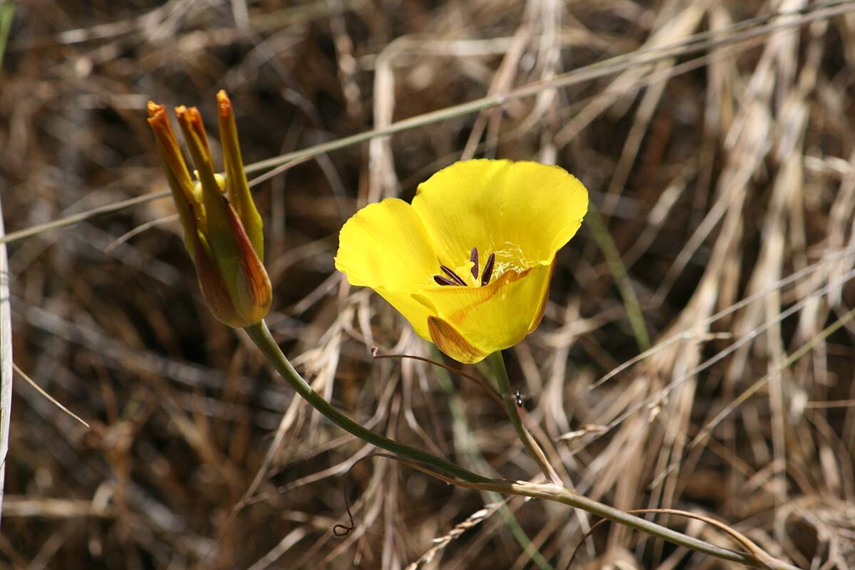 Clubhair mariposa lily (Calochortus clavatus) at Griffith Park| Courtesy of Gerry Hans