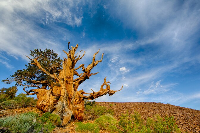 Bristlecone Pine | Chao Yen/Flickr