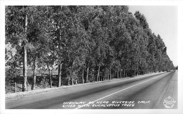 Eucalytpus trees line Highway 60 in Riverside, 1938. Courtesy of the Frasher Foto Postcard Collection, Pomona Public Library.