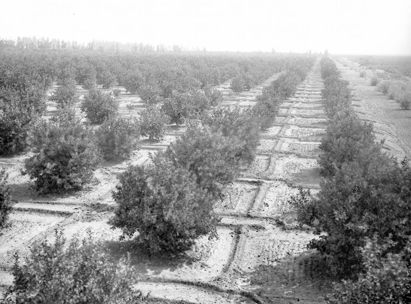 Lemon orchard