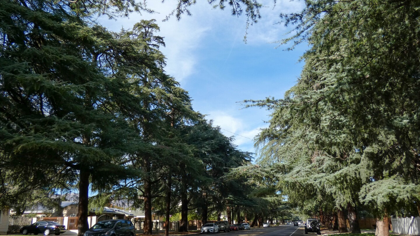 Tall cedar trees line an asphalt road. Cars are parked at various parts of the curb.