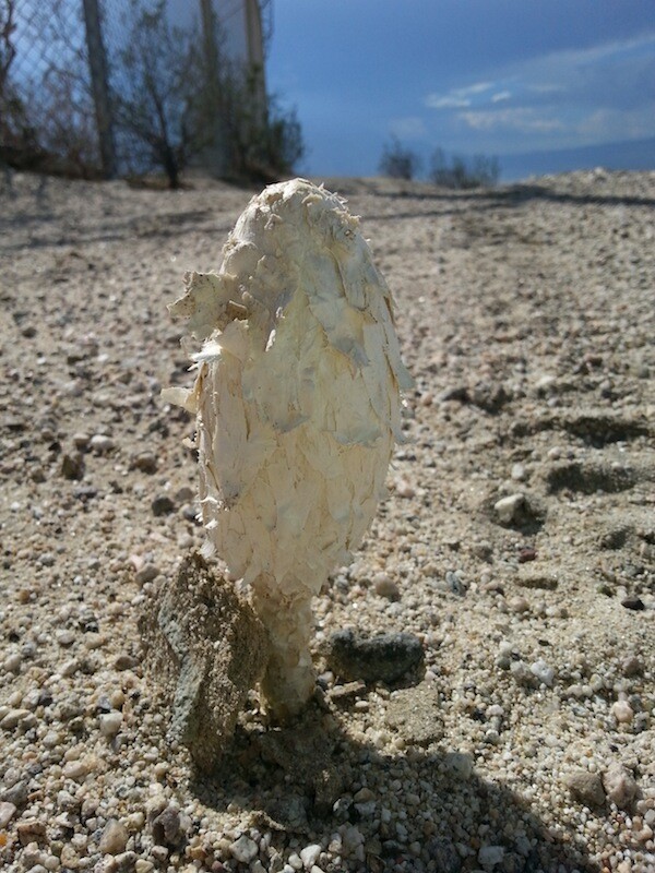 DesertMushroom-1-thumb-600x800-81018