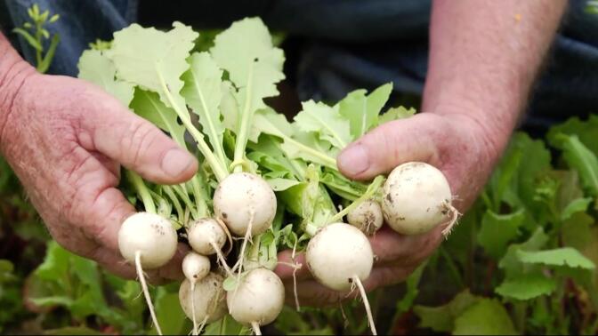 A person holds a batch of turnips in their hands.