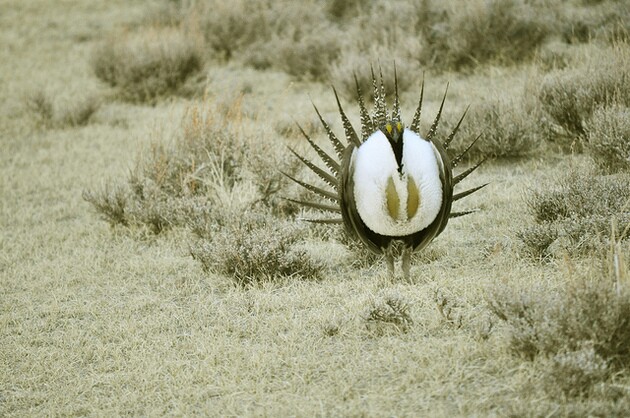sage-grouse-fire-5-19-15-thumb-630x418-92734