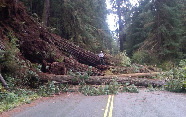 Redwood Trees Fall