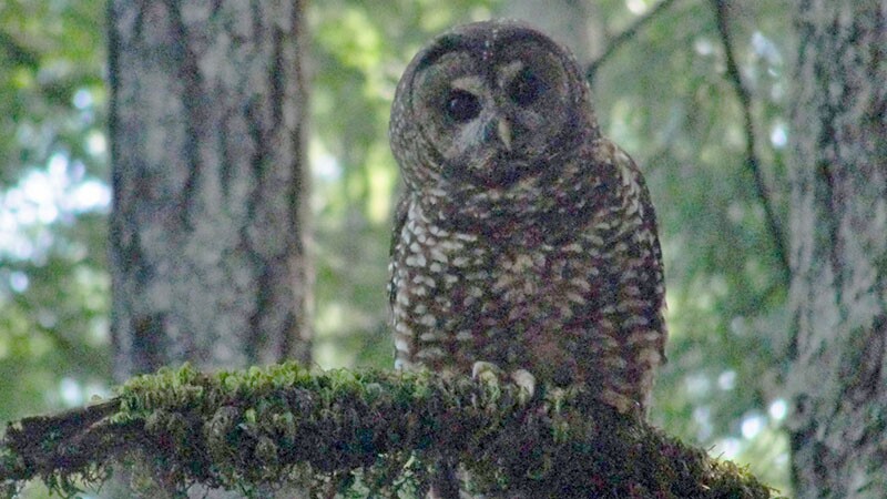 spotted-owl-10-6-16.jpg
