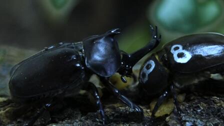 Battle of the Beetles