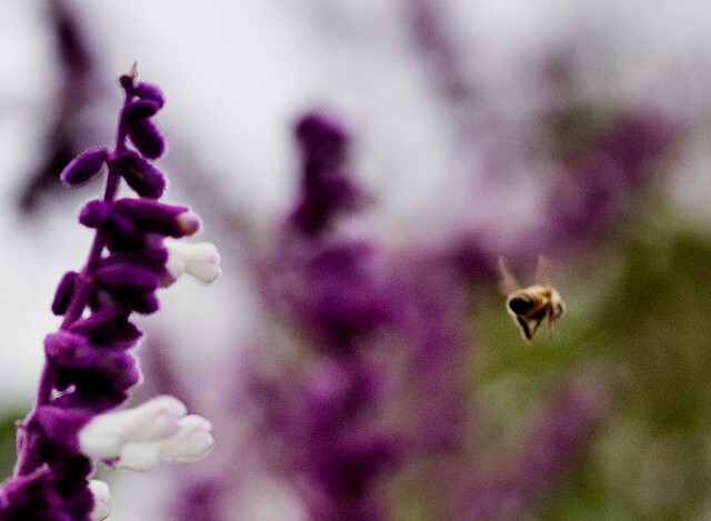 urbanbeekeeping