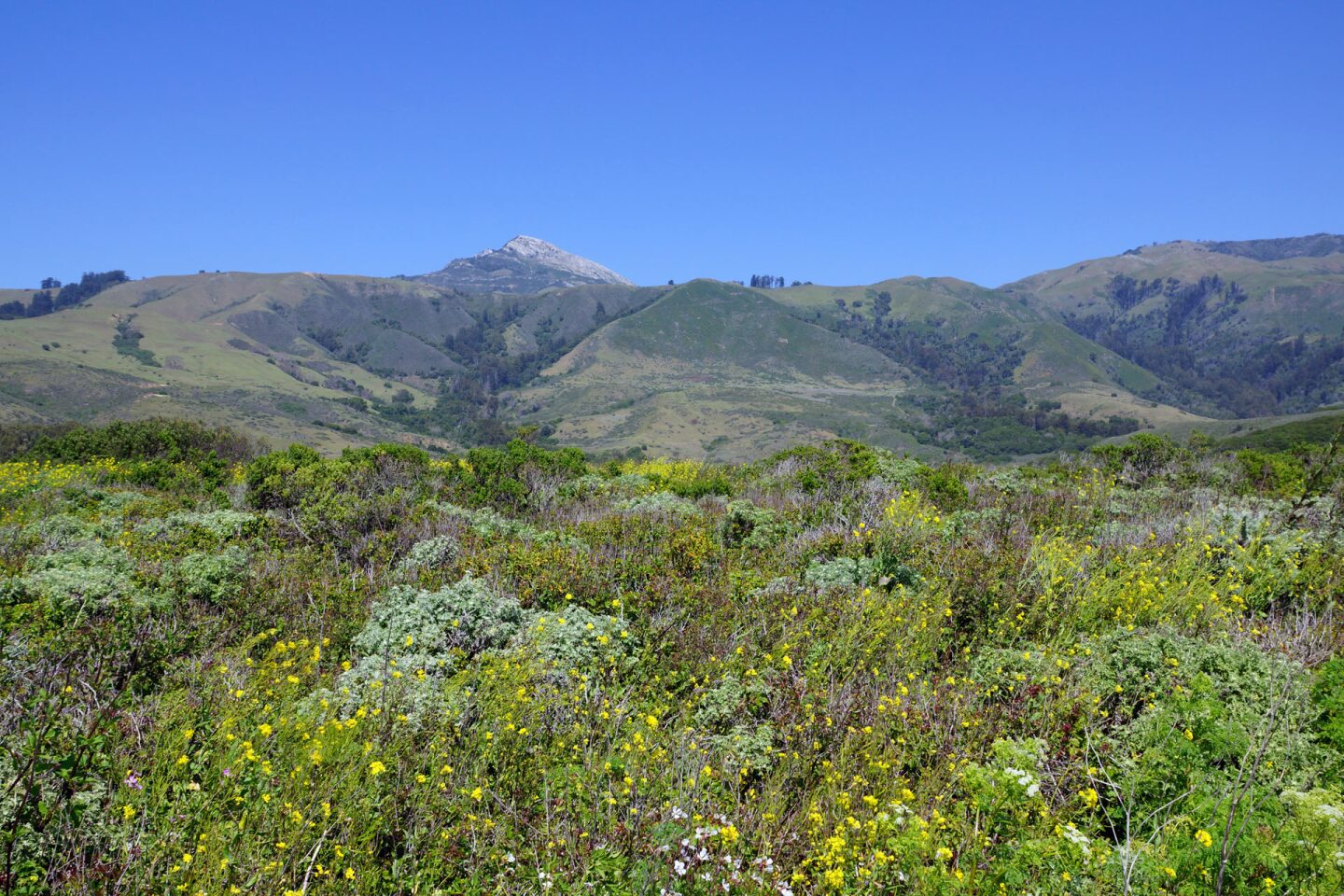 andrew molera state park