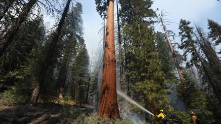 Climate change may kill California's giant sequoias