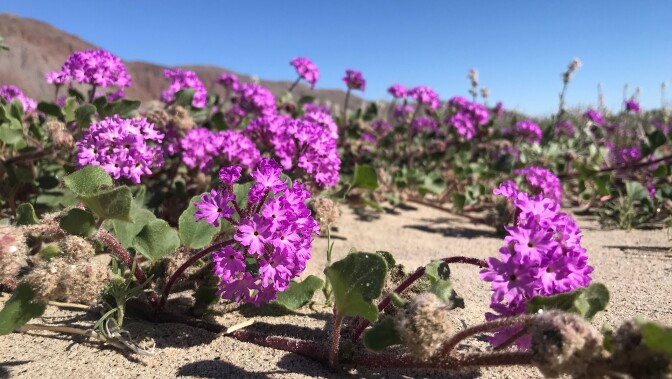 Anza Borrego