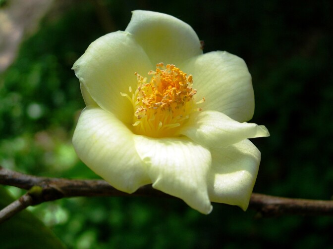 Camellia nitidissima v. nitidissima