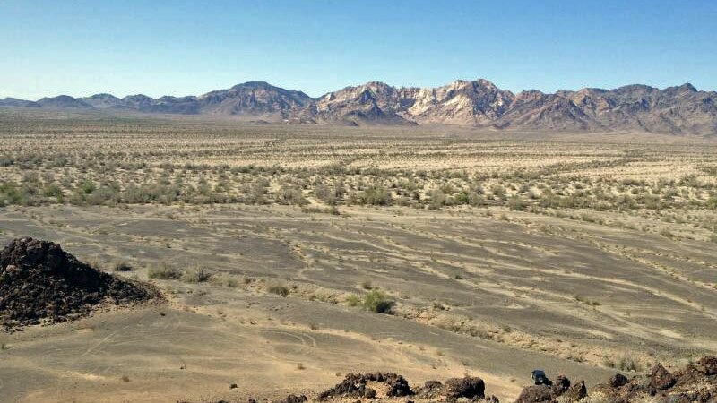Ironwoods line a wash with the Palen Mountains as backdrop