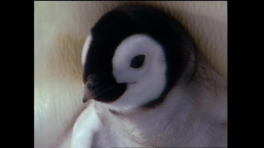 The World of Penguins