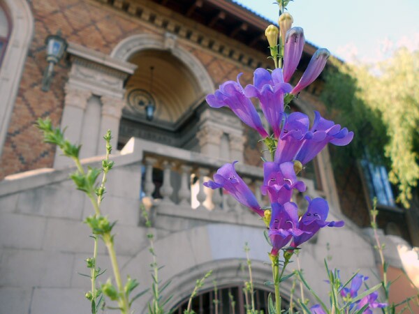 CC_NativePlants1
