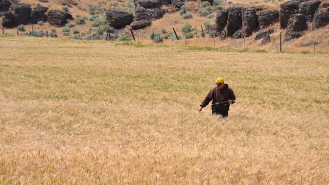 Noah Williams examines his wheat crop in a field that was previously planted with cover crops to enrich the soil. He said the wheat growing in these areas appeared to handle stress better. | Natural Resources Conservation Service, Oregon/Creative Commons