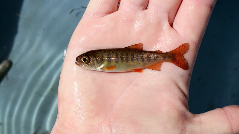 juvenile-coho-10-21-16.jpg