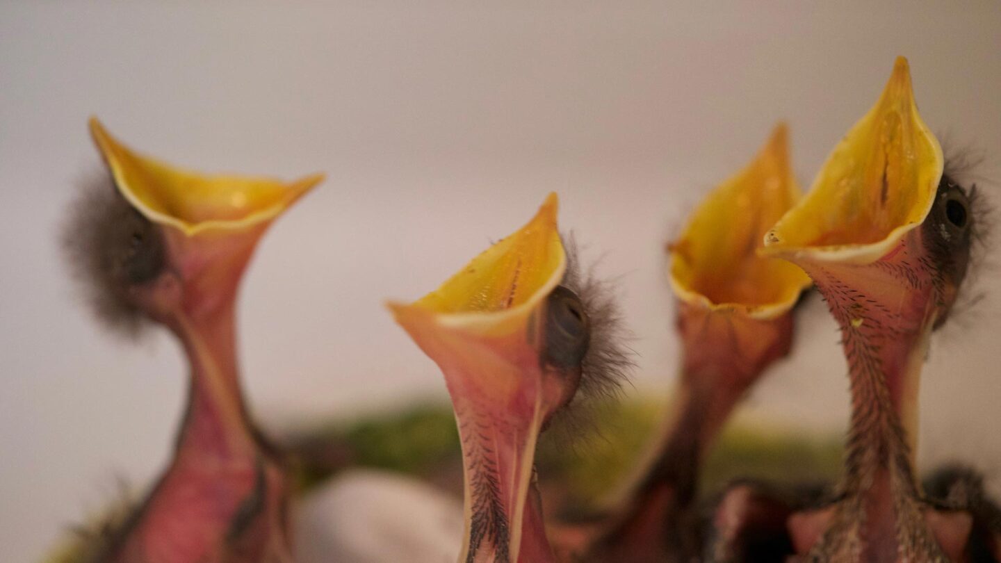 baby birds California wildlife center