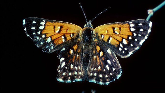 Lange's metalmark butterfly | Photo: USFWS